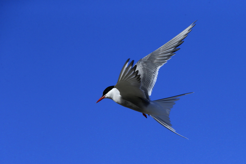 上海陟遐的英文简称arcte来源于 arctic tern 北极燕鸥